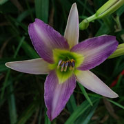 Phantom Traveler Daylily